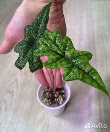 Домашняя детка алоказии Жаклин