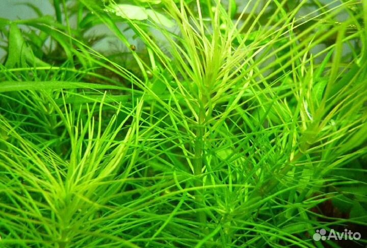 Аквариумные рыбки и растения