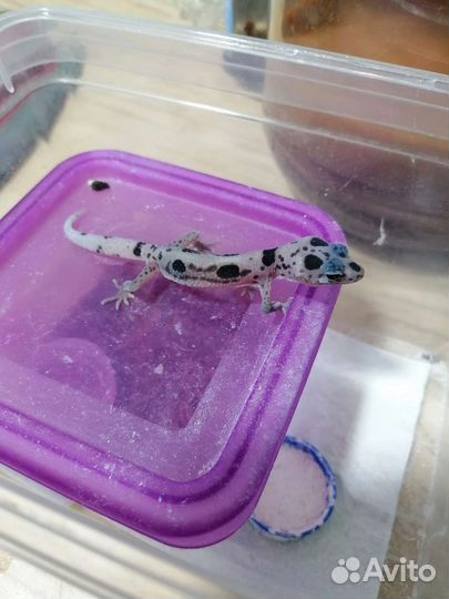 Геккон эублефар