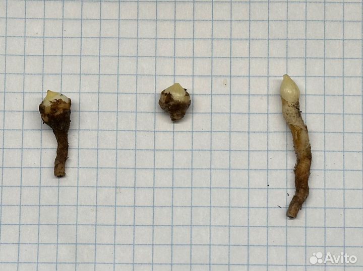 Алоказия Нью гвинея голд