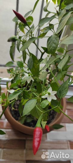 Комнатный острый перец