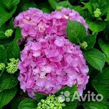 Гортензия крупнолистная