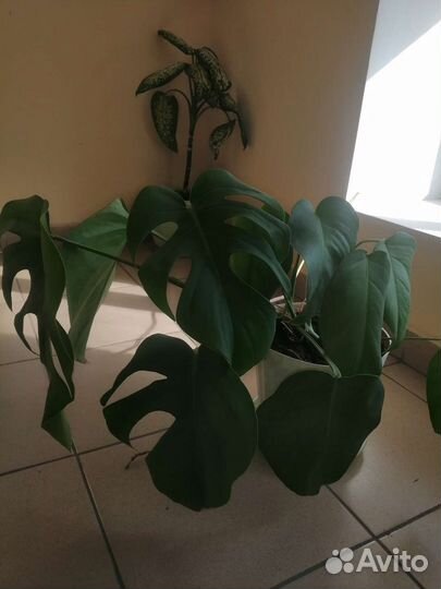 Монстера и дефинбахия