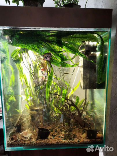 Аквариум