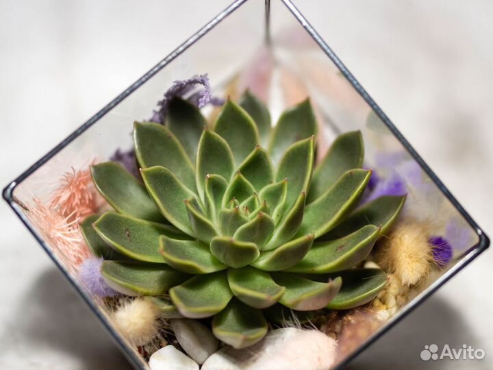 Флорариум с суккулентом куб