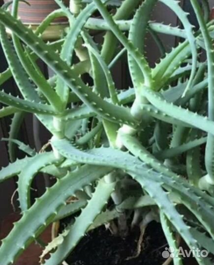 Каланхоэ лечебный,Золотой ус,Алоэ лечебный