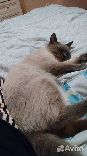 Кот для вязки