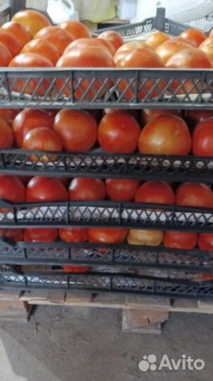 Домашние помидоры и огурцы