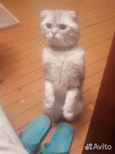 Кот в добрые руки