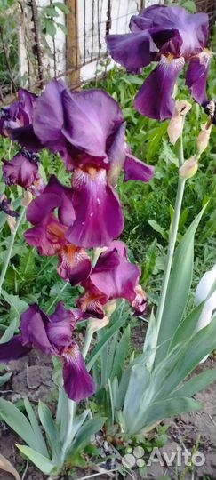 Ирисы бородатые