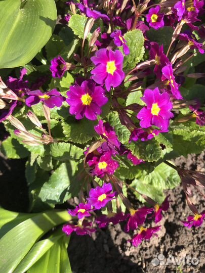 Купена, примула