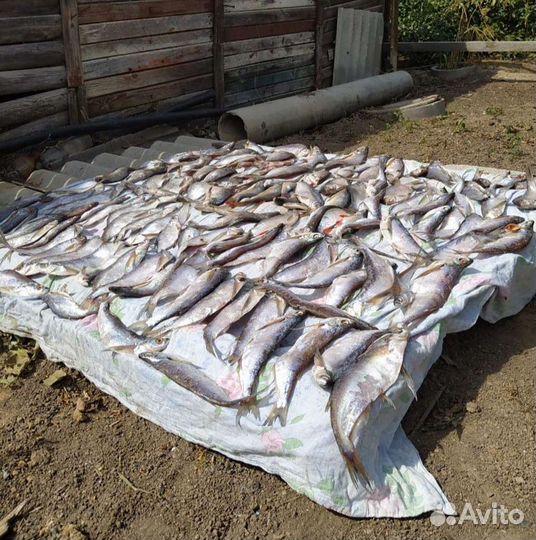 Рыбалка Камызяк Астраханская область