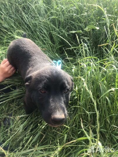 Щенки в добрые руки