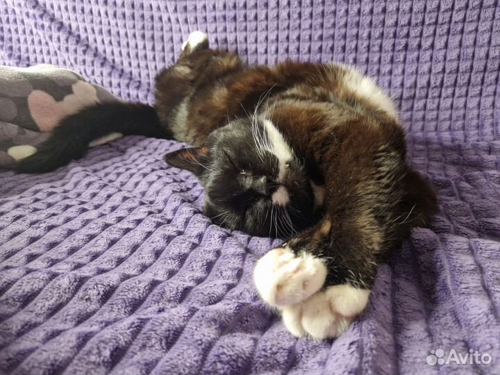 Передержка кошек. Зоогостиница. Зооняня