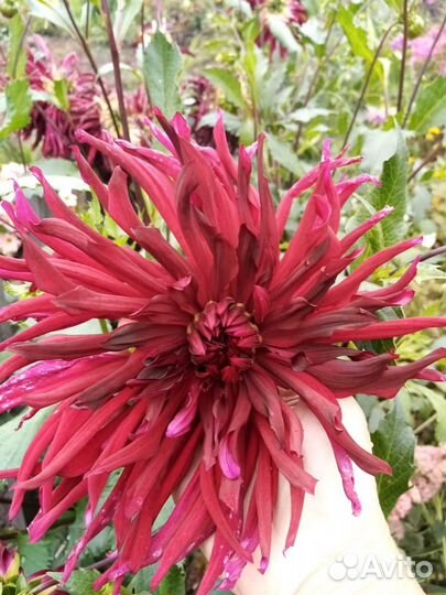 Георгины клубни