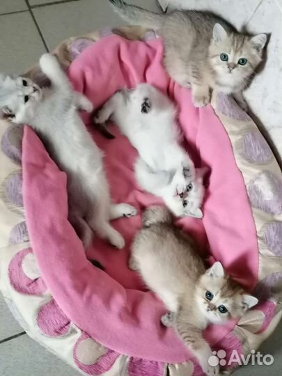 Котята британская шиншилла
