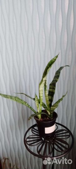 Сансевьерия