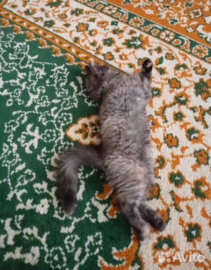 Кошка в добрые руки