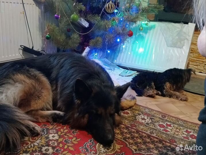 Случка собак