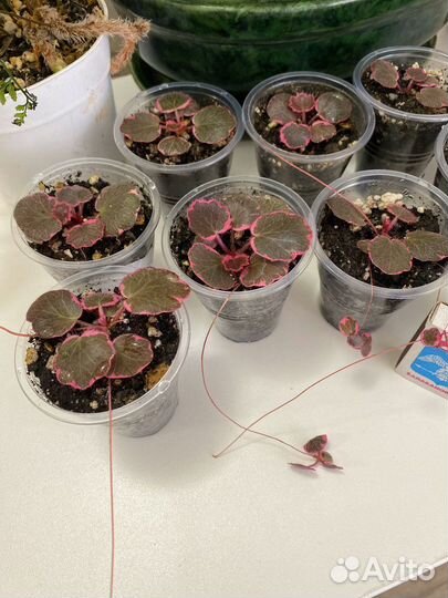 Камнеломка вариегатная, комнатная