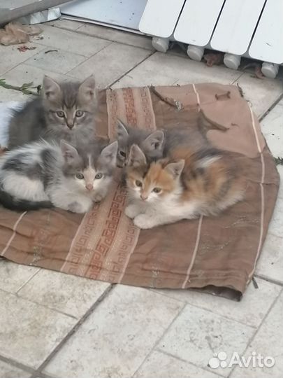 Отдам в добрые руки
