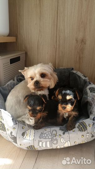 Йоркширский терьер