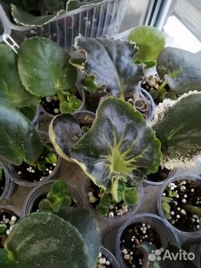 Укорененные черенки фиалок