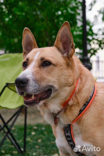 Собака в добрые руки