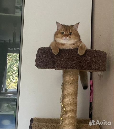 Золотая шиншилла вязка