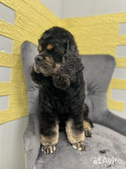 Грумер на дом стрижка собак