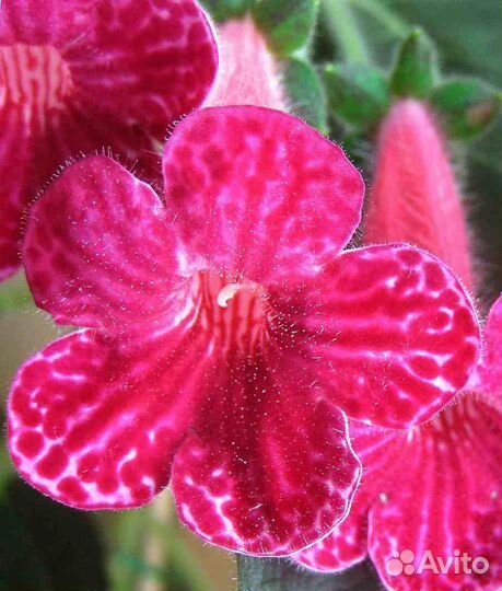 Колерии (разные сорта)