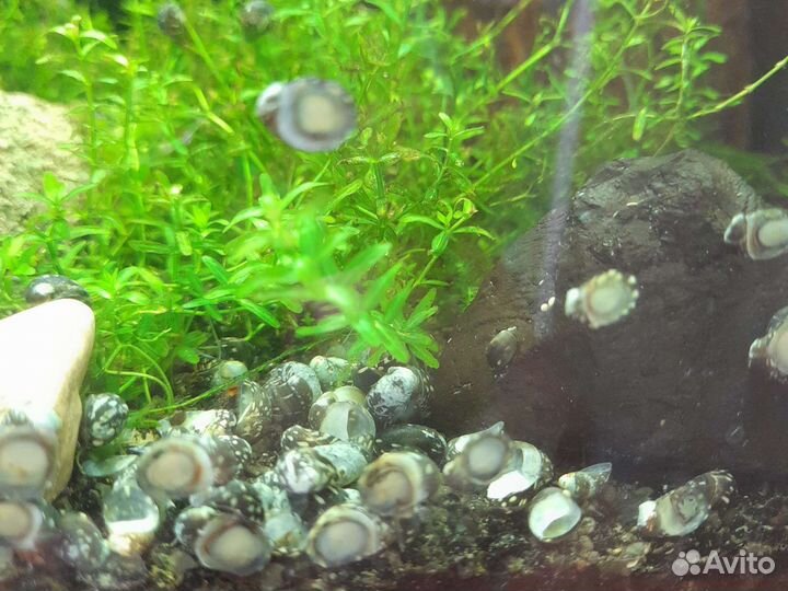 Аквариумные рыбки и растения,хелены,теодоксусы