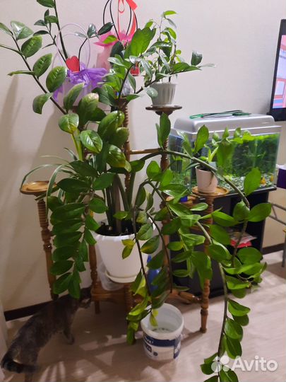 Замиокулькас