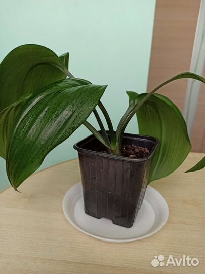 Эухарис амазонская лилия