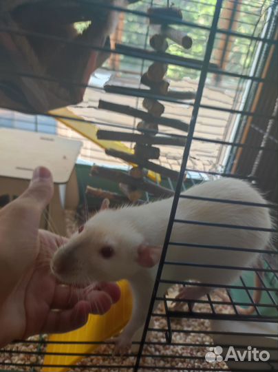Крыса с клеткой