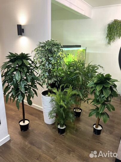 Озеленение помещений от 50 м2 / офисы / кафе