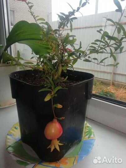 Гранат комнатный мини