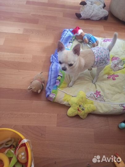 Вязка кобель чихуахуа мини