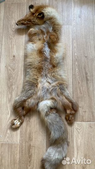 Цельная шкура лисы