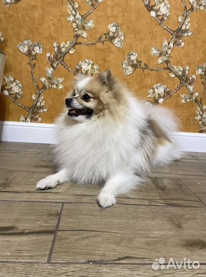 Немецкий шпиц для вязки