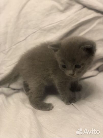 Котята