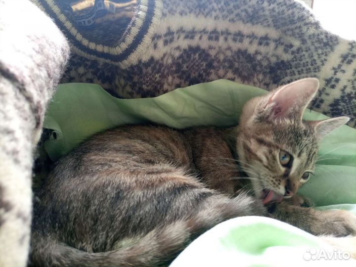 Метис русской голубой