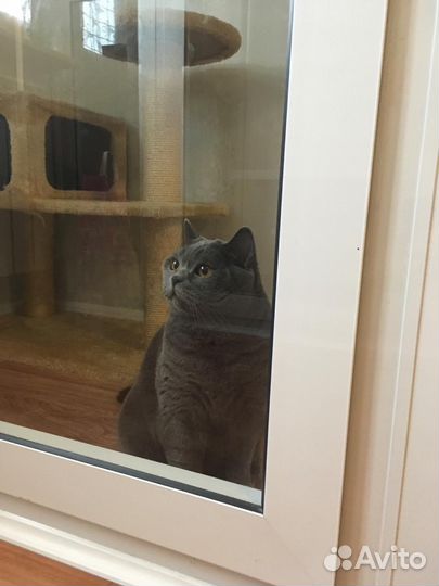 Зоогостиница (передержка) для кошек и собак