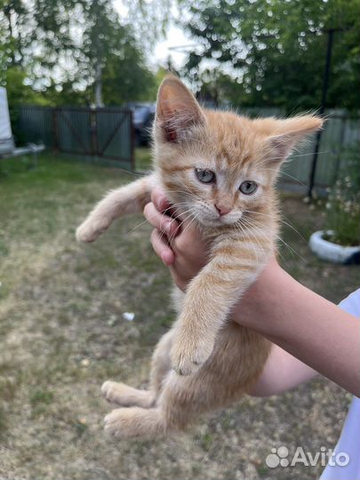 Кошки бесплатно
