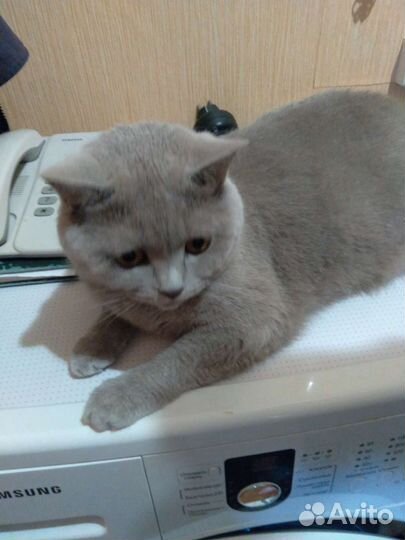 Британская короткошерстная кошка