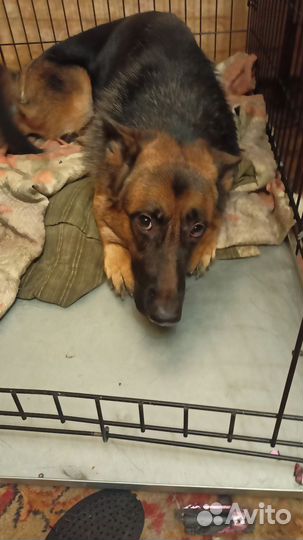 Немецкая овчарка