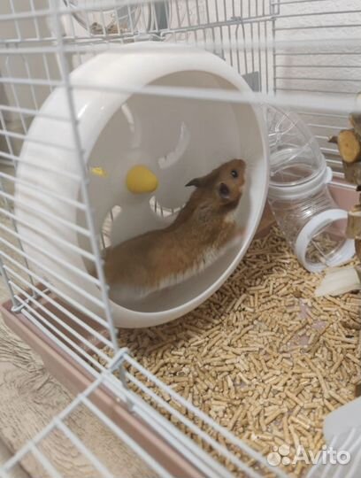 Колесо и поилка для хомяка