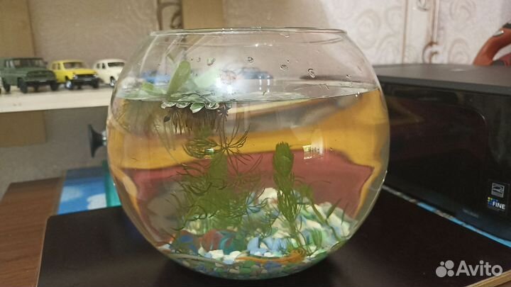 Аквариум с петушком