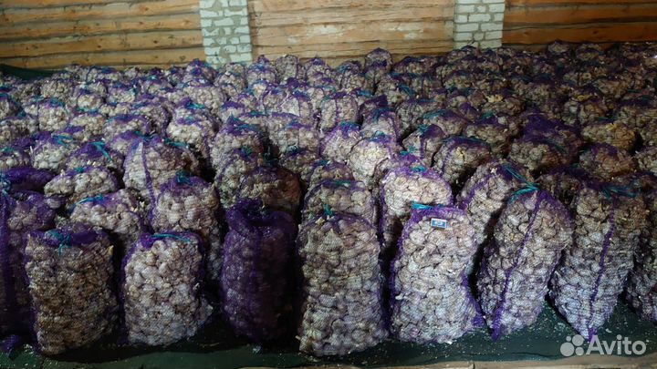 Чеснок оптом