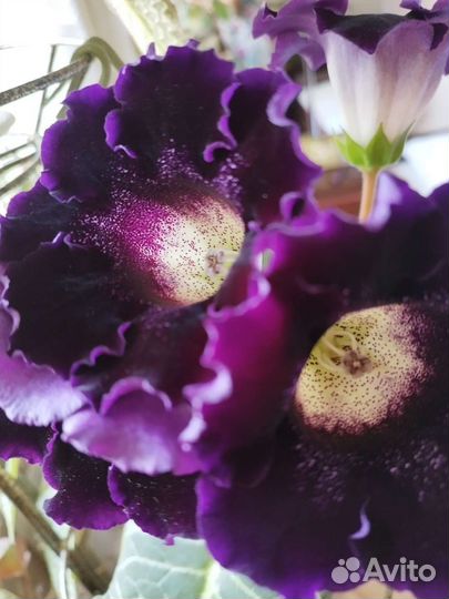 Глоксиния, традесканция